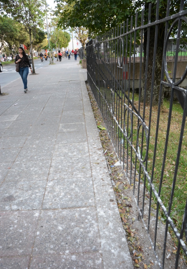 Las aves se establecen en plena avenida quedando cerca de las casas y edificios de la zona.