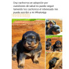 Desde perfiles falsos de Facebook y por WhatsApp ofrecen las mascotas.