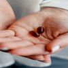 Manos de una mujer con dps cápsulas de vitaminas rojas.
