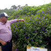 La Operación Polinizadores busca mejorar la calidad y rentabilidad de las cosechas, a través de la siembra de corredores biológicos. En la foto Juan José Castaño, caficultor de la finca El Plan. Observa una de barrera viva, la verbena morada.