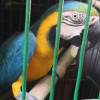 Una guacamaya rescatada. 