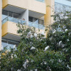 Las aves se establecen en plena avenida quedando cerca de las casas y edificios de la zona.