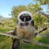 El búho sufrió una lesión en un ala y debieron trasladarlo a un centro de rehabilitación de fauna de Corpocaldas.