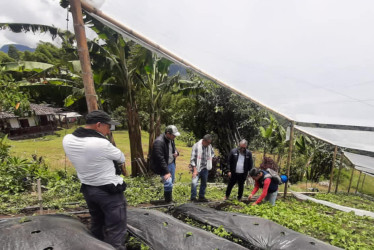 Productores agrícolas de Villamaría consideran que les fue regular este año y que el invierno aguó buena parte de las cosechas.