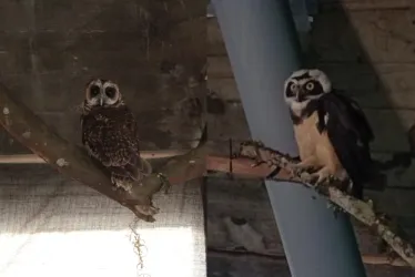 Los búhos en la Catedral de Manizales. Un búho moteado (Strix albitarsis) y un búho de anteojos (Pulsatrix perspicillata). 