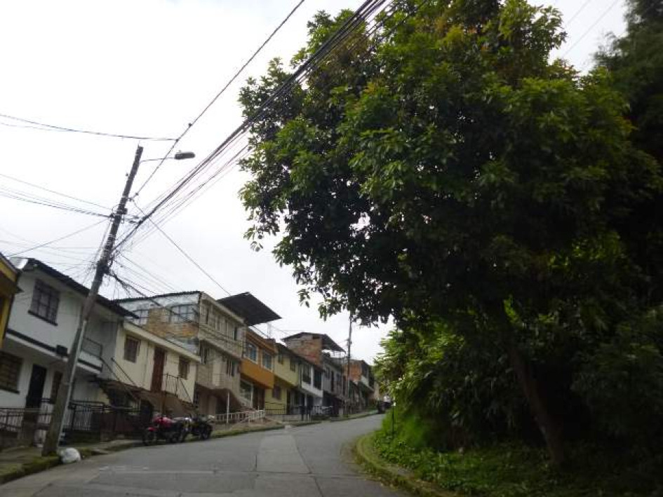 Este es el árbol que amenaza con caer sobre esas viviendas.