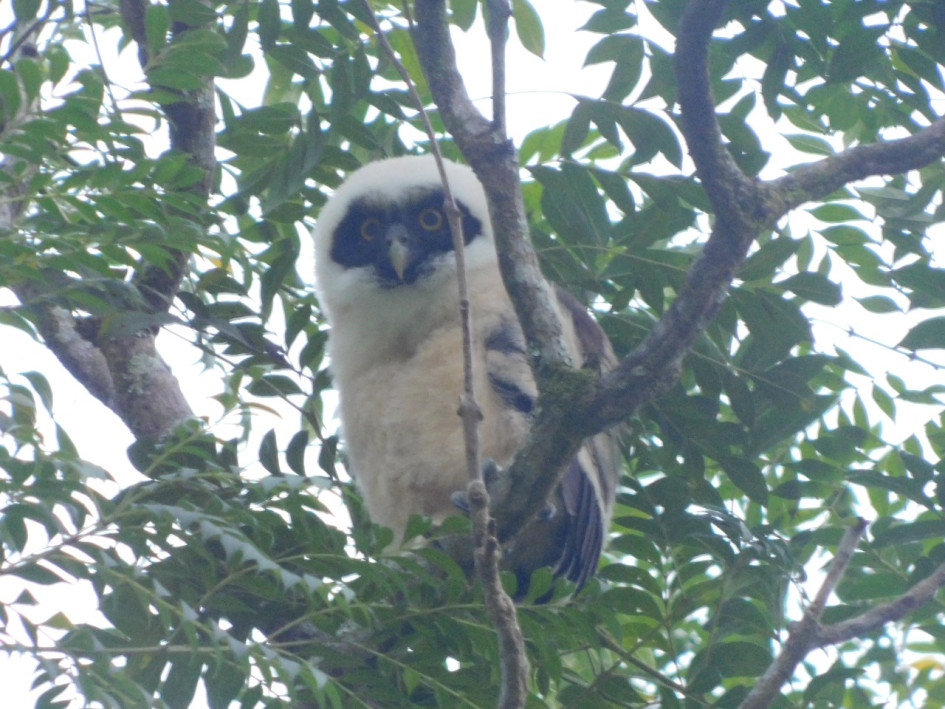 El polluelo de búho de anteojos (Pulsatrix perspicillata) avistado a principios de este mes en el parque de Pueblo Nuevo (Pensilvania). El polluelo de búho de anteojos (Pulsatrix perspicillata) avistado a principios de este mes en el parque de Pueblo Nuevo (Pensilvania).