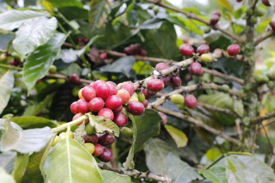 Producción de café cayó un 12 % en octubre por las lluvias Producción de café cayó un 12 % en octubre por las lluvias