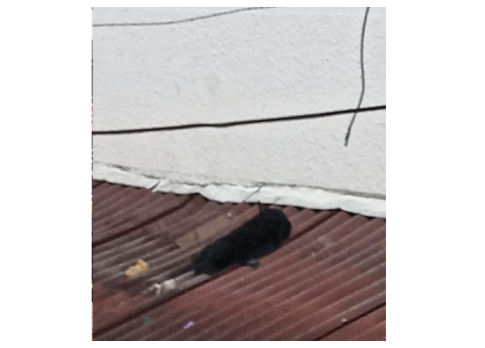 El animal asesinado. El animal asesinado.