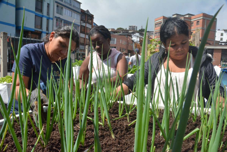 11 mujeres conforman la Asociación de Vendedores Informales de la Plazoleta Alfonso López. Ellas cultivan una huerta urbana en el antiguo terminal de Manizales. 11 mujeres conforman la Asociación de Vendedores Informales de la Plazoleta Alfonso López. Ellas cultivan una huerta urbana en el antiguo terminal de Manizales.