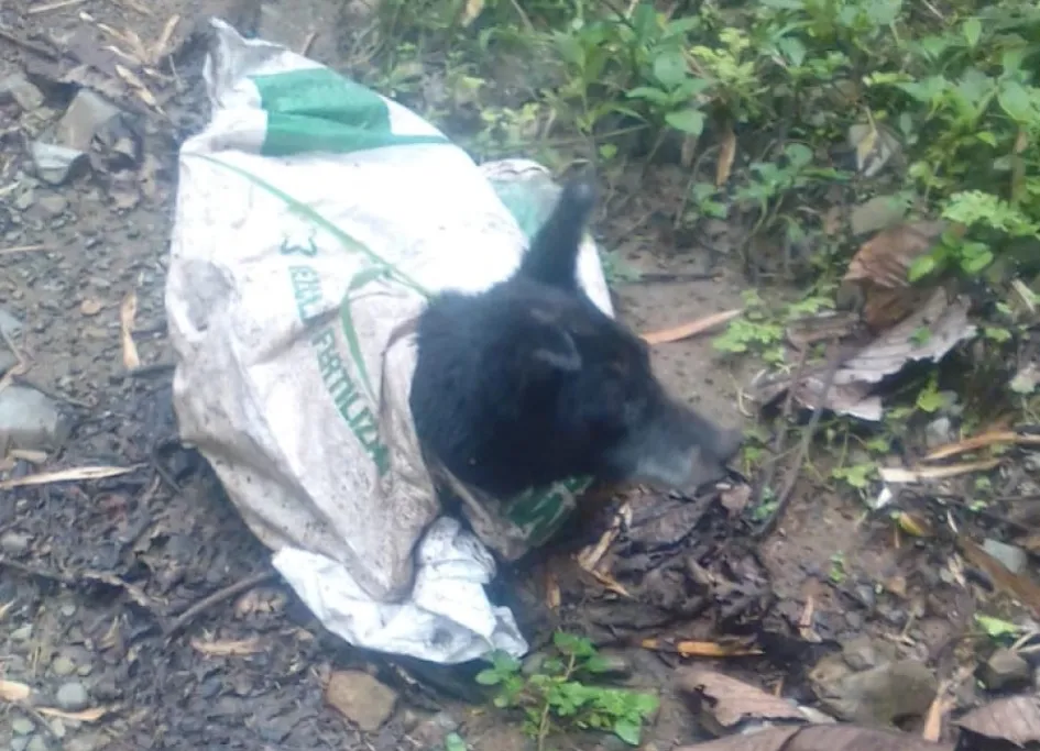 La metieron en un costal.