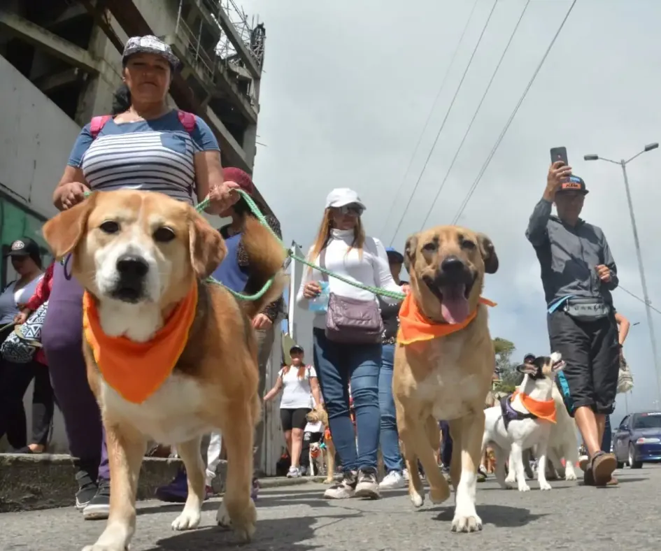 En Manizales marcharon en defensa de los animales En Manizales marcharon en defensa de los animales