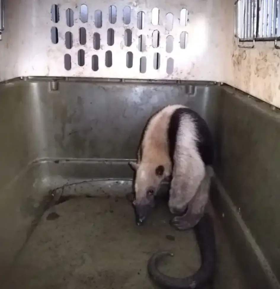 El oso hormiguero rescatado en La Merced. El oso hormiguero rescatado en La Merced.