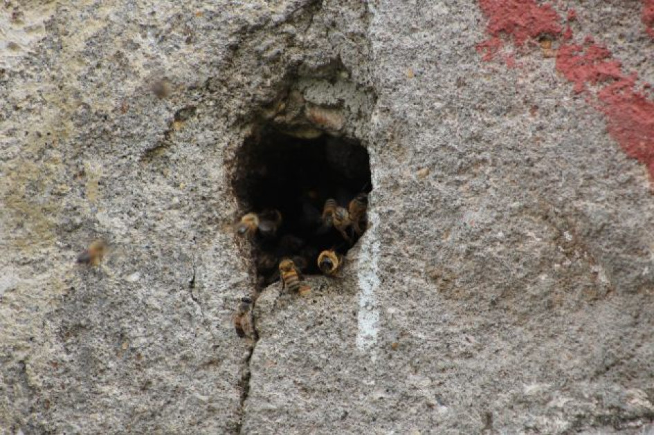 Así se ve el lugar donde se encuentran las abejas. Así se ve el lugar donde se encuentran las abejas.