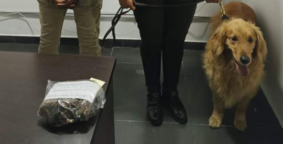 Sam, la canina que ayudó a capturar un sujeto que traficaba droga. Sam, la canina que ayudó a capturar un sujeto que traficaba droga.
