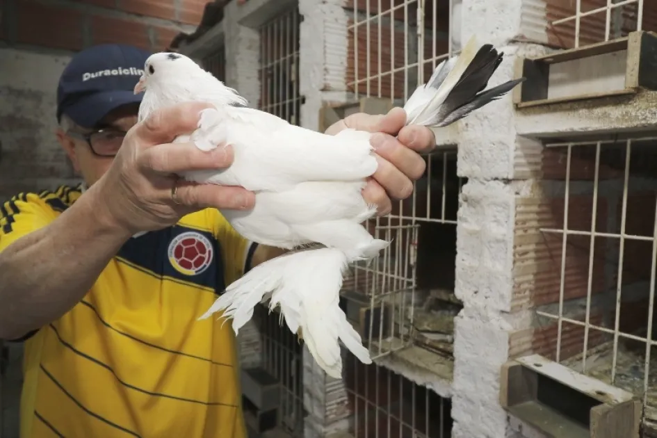 Javier Gutiérrez Cano sostiene una hembra de la raza Buchón Holandés, sus características son su tamaño y las plumas de las patas, llamadas samarro. Javier Gutiérrez Cano sostiene una hembra de la raza Buchón Holandés, sus características son su tamaño y las plumas de las patas, llamadas samarro.