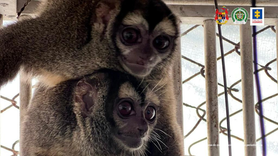 Los animales eran trasladados desde La Mojana sucreña hasta un laboratorio en la vía Cali (Valle) - Puerto Tejada (Cauca). Los animales eran trasladados desde La Mojana sucreña hasta un laboratorio en la vía Cali (Valle) - Puerto Tejada (Cauca).