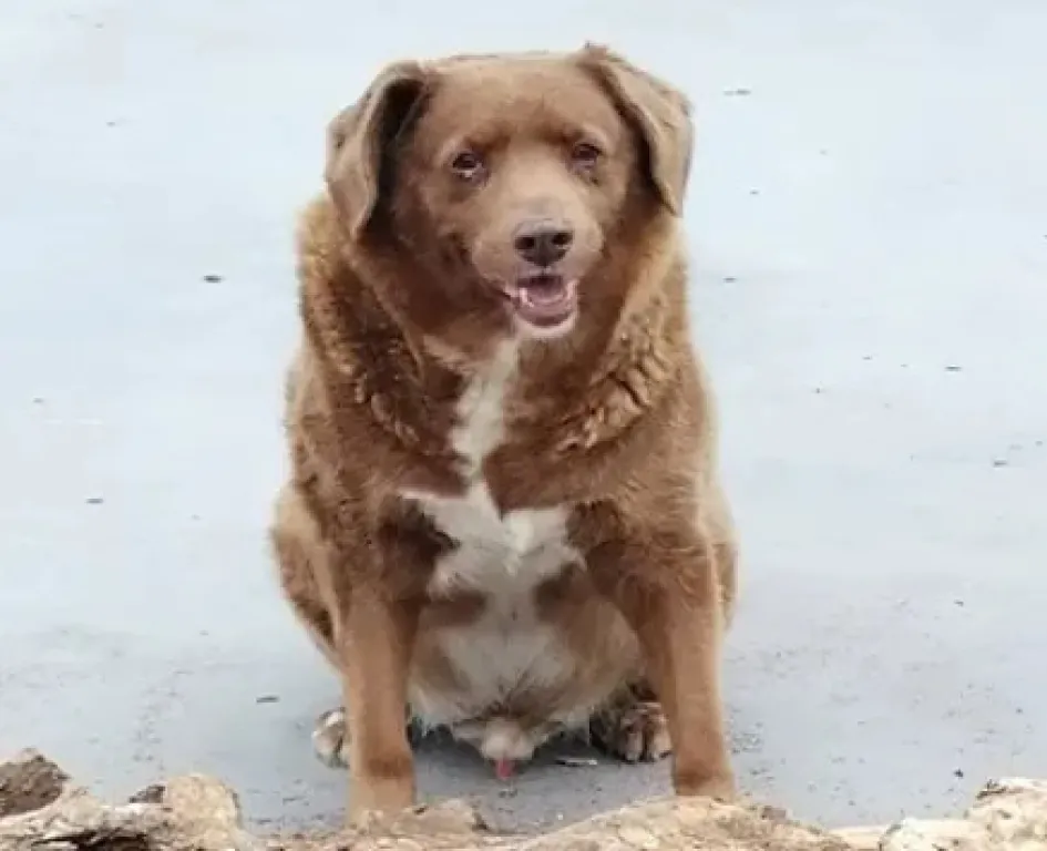Él es Bobi, a quien recibió el Récord Guinnes como el perro más viejo del mundo.