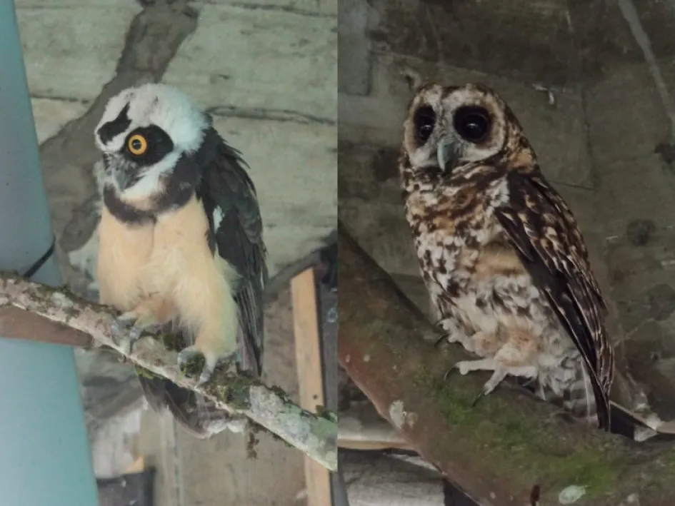 Corpocaldas ensaya con búhos para controlar palomas en la Catedral