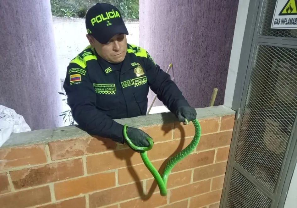 Esta es la culebra que recuperó la Policía Ambiental de Manizales. Esta es la culebra que recuperó la Policía Ambiental de Manizales.