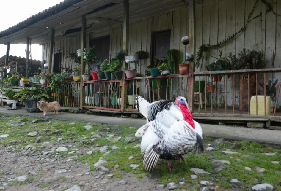Pueblo Nuevo está a 180 Kilómetros de Manizales, en una ruta que pasa por Petaqueros, Manzanares hasta llegar a la cabecera municipal de Pensilvania. De allí se continúa por una vía destapa, con su paisaje de casas en tabla parada, en arquitectura de la colonización antioqueña. Pueblo Nuevo está a 180 Kilómetros de Manizales, en una ruta que pasa por Petaqueros, Manzanares hasta llegar a la cabecera municipal de Pensilvania. De allí se continúa por una vía destapa, con su paisaje de casas en tabla parada, en arquitectura de la colonización antioqueña.