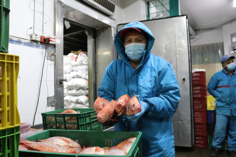La disponibilidad para la Semana Santa fue producida por los 125 mil pescadores y tres mil 745 acuicultores. La disponibilidad para la Semana Santa fue producida por los 125 mil pescadores y tres mil 745 acuicultores.