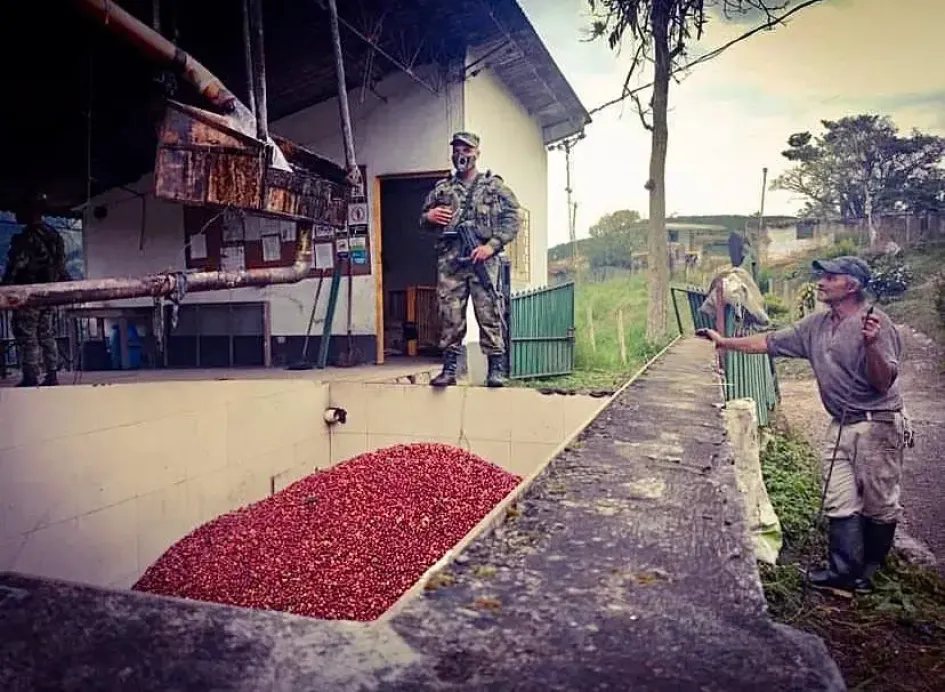 Soldados de la Octava Brigada vigilan la seguridad en la cosecha cafetera de Caldas. Soldados de la Octava Brigada vigilan la seguridad en la cosecha cafetera de Caldas.