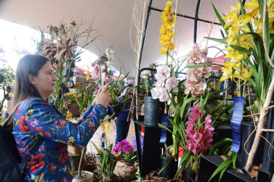Visitantes de la exposición caminan fascinados tomándoles fotos a las orquídeas que están expuestas. Visitantes de la exposición caminan fascinados tomándoles fotos a las orquídeas que están expuestas.