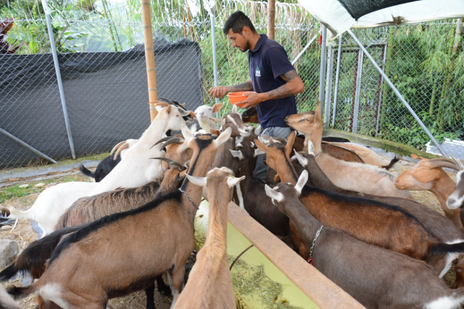 Samanta, Maritza, Tania, Pati, Manchita y Orejas hacen parte de las 30 cabras del Aprisco El Manantial, ubicado en la vereda Alto del Naranjo de Manizales. Andrés Carvajal, su propietario, inició con este emprendimiento para mejorar la salud de su hija. En la imagen, Santiago Loaiza, encargado del ordeño. Samanta, Maritza, Tania, Pati, Manchita y Orejas hacen parte de las 30 cabras del Aprisco El Manantial, ubicado en la vereda Alto del Naranjo de Manizales. Andrés Carvajal, su propietario, inició con este emprendimiento para mejorar la salud de su hija. En la imagen, Santiago Loaiza, encargado del ordeño.