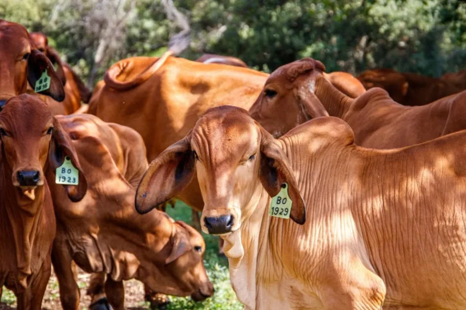vacas vacas