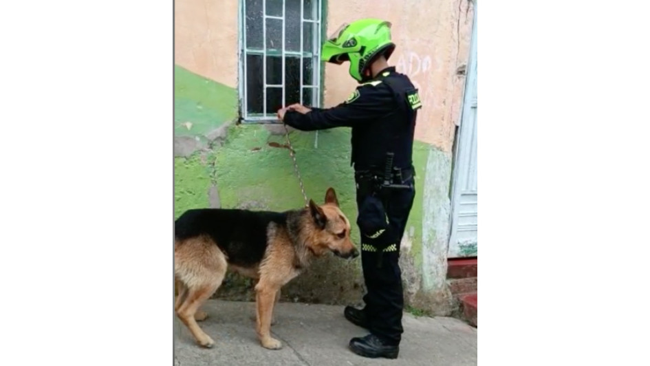 El peludo rescatado en Aranzazu. El peludo rescatado en Aranzazu.