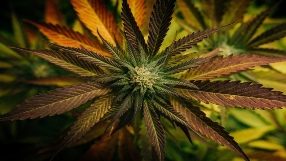HHC-que-es-para-que-sirve-principal Planta de cannabis con su flor vista desde arriba