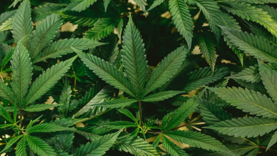 Que-es-delta-9-para-que-sirve-el-delta-9-THC-principal Hojas de cannabis
