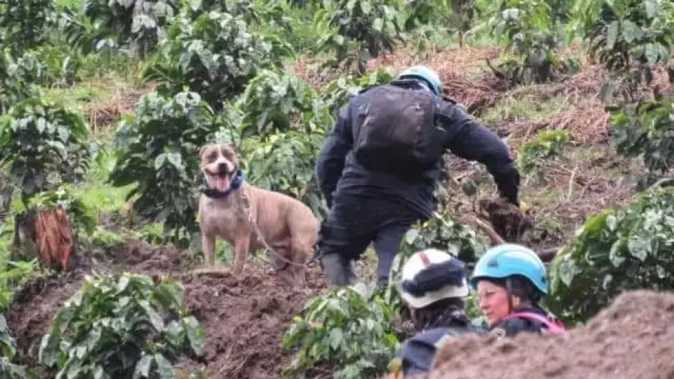 La llegada de los caninos de rescate en deslizamiento en Salamina. La llegada de los caninos de rescate en deslizamiento en Salamina.