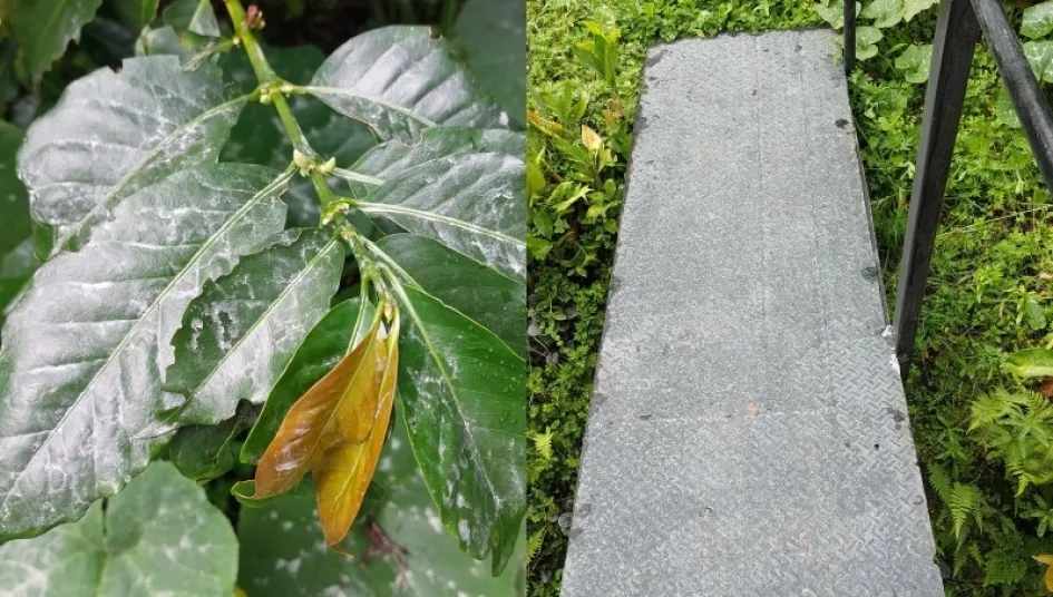 Miller Bedoya nos compartió a través de Twitter estas fotos de caída de ceniza este lunes.