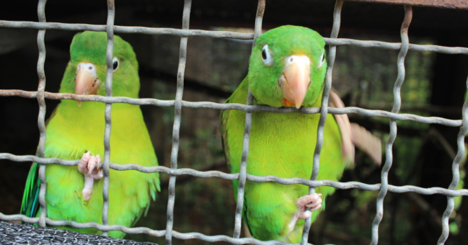 Las loras, las más afectadas por el tráfico de fauna en Caldas.