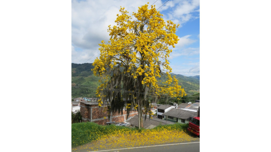 Habitantes de Anserma solicitan a las autoridades realizar trabajos de jardinería a los árboles del municipio. Habitantes de Anserma solicitan a las autoridades realizar trabajos de jardinería a los árboles del municipio.