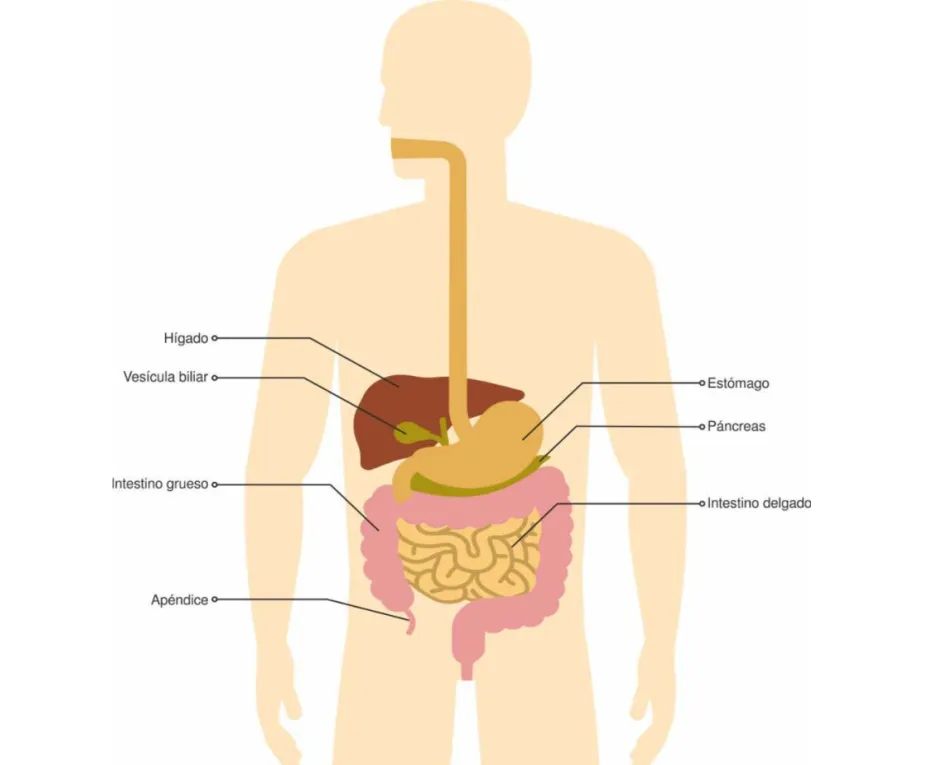 Apendicitis, dolor abdominal que complica Salud Intestinos