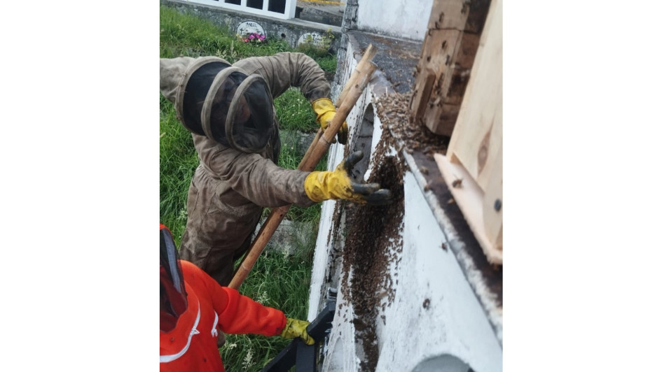 Francy Charley Melo, experta en el rescate de abejas e instructora del Sena, brindó capacitación a los bomberos voluntarios, a personal de la Defensa Civil y al sepulturero con el objetivo de controlar los enjambres de abejas obreras, manejar a la reina y junto con los zánganos llevar a estos insectos a un lugar seguro. Francy Charley Melo, experta en el rescate de abejas e instructora del Sena, brindó capacitación a los bomberos voluntarios, a personal de la Defensa Civil y al sepulturero con el objetivo de controlar los enjambres de abejas obreras, manejar a la reina y junto con los zánganos llevar a estos insectos a un lugar seguro.