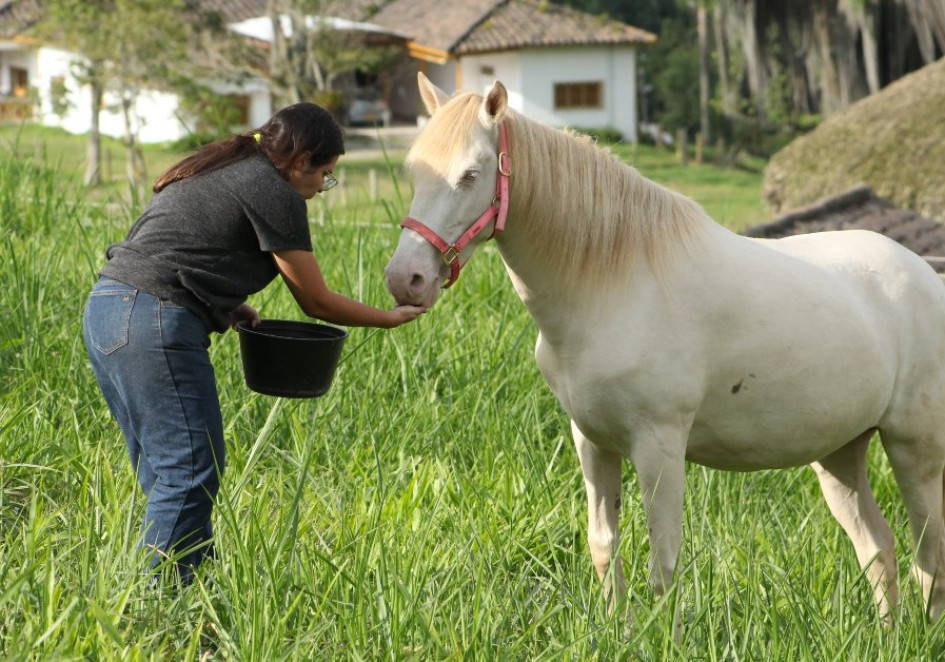 Valeria Estrada y Perla, un caballo Cuarto de Milla albino, son una pareja inseparable. Desde que está con Valeria hace 7 años, ella la ha criado como una mascota. "Perla es como la hija mía, es como un perro", dice. Valeria Estrada y Perla, un caballo Cuarto de Milla albino, son una pareja inseparable. Desde que está con Valeria hace 7 años, ella la ha criado como una mascota. "Perla es como la hija mía, es como un perro", dice.