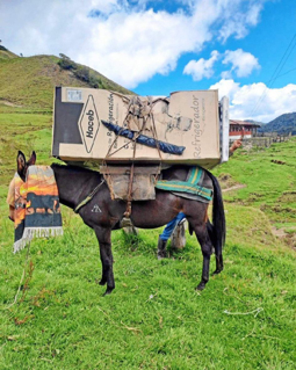 A lomo de mula llegó la nevera para la escuela de la vereda San Isidro, que servirá para conservar los alimentos perecederos que reciben los estudiantes. A lomo de mula llegó la nevera para la escuela de la vereda San Isidro, que servirá para conservar los alimentos perecederos que reciben los estudiantes.