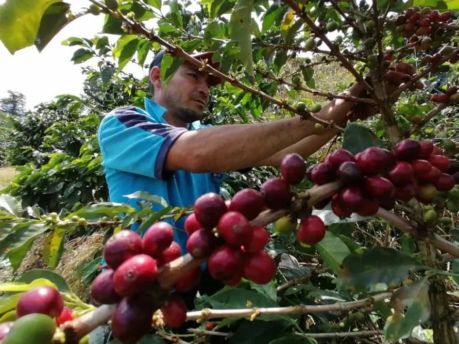 Producción de café