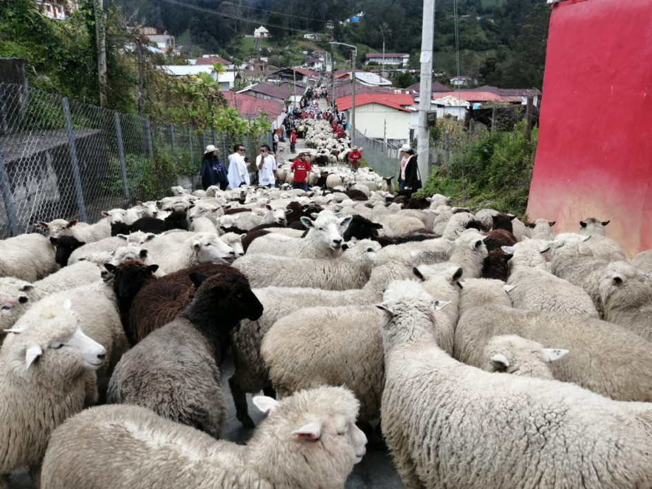El desfile de ovejas es de los eventos más representativos de Marulanda, durante las Fiestas de la Lana. El desfile de ovejas es de los eventos más representativos de Marulanda, durante las Fiestas de la Lana.