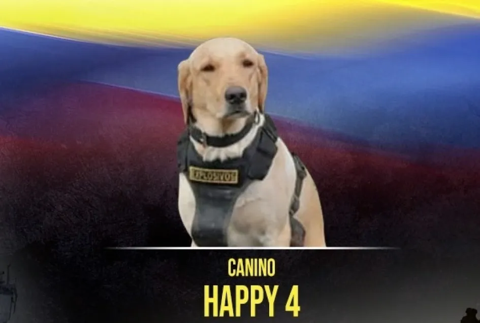 El canino de raza labrador Happy 4 El canino de raza labrador Happy 4