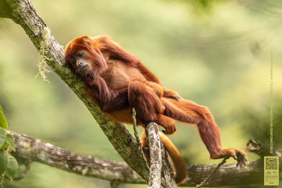 Mono aullador rojo (Alouatta seniculus) Primer lugar XVII Concurso de Fotografía Ambiental de Corpocaldas y Chec