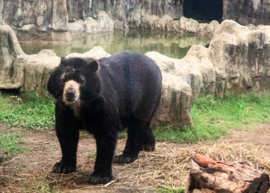 El oso de anteojos Chucho en el Zoológico de Barranquilla. El oso de anteojos Chucho falleció a los 30 años, informó el Zoológico de Barranquilla.