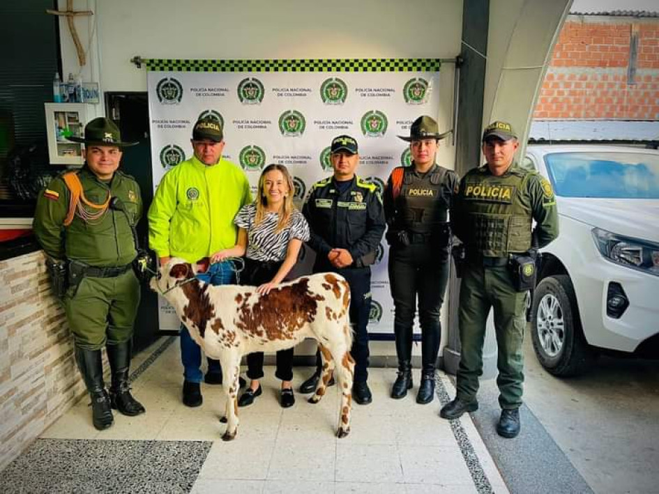 Llamativa recuperación presentaron las autoridades en Villamaría (Caldas), luego de que regresó a su dueño un ternero que habían hurtado en la vereda Gallinazo.