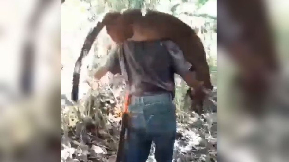 El puma después de ser asesinado en el Valle del Cauca. El puma después de ser asesinado en el Valle del Cauca.