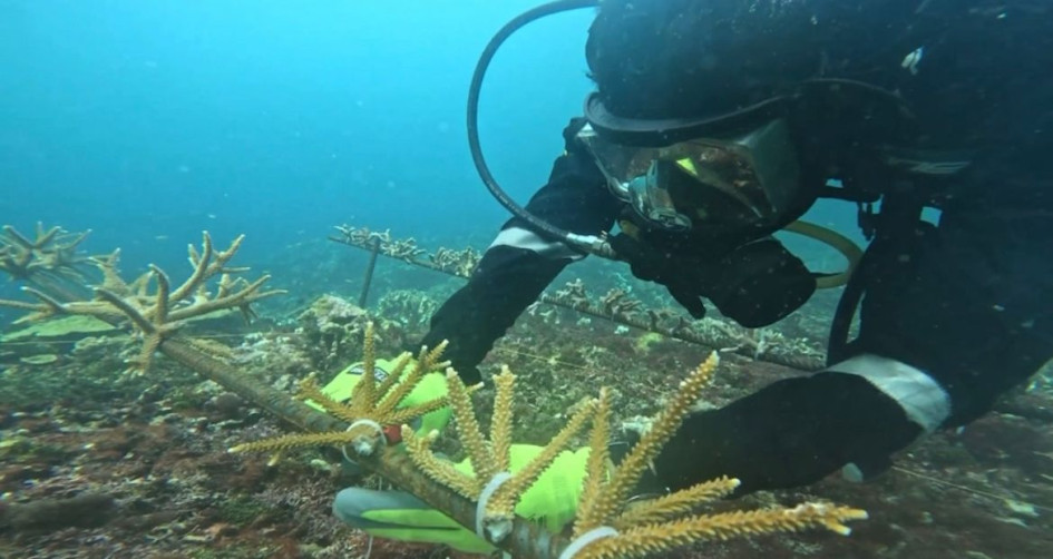 Se realizó una jornada ambiental de restauración de corales en el Parque Nacional Natural Corales del Rosario y de San Bernardo en la zona insular de Cartagena. Se realizó una jornada ambiental de restauración de corales en el Parque Nacional Natural Corales del Rosario y de San Bernardo en la zona insular de Cartagena.