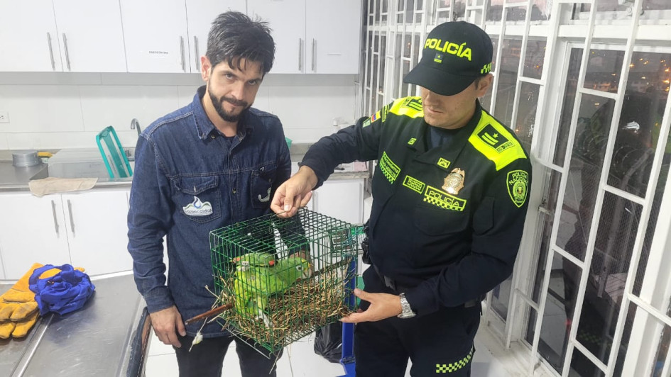 La entrega de las loras rescatadas a funcionario de Corpocaldas. La entrega de las loras rescatadas a funcionario de Corpocaldas.